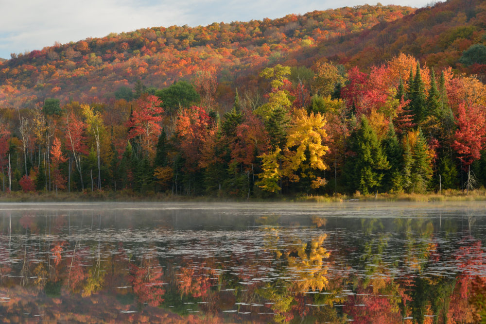 autumn leaves change colors at Belvidere Pond