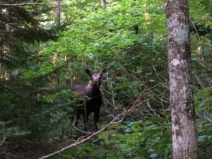 Moose 3 LT N of Taft C. Mollie Flanigan 081116
