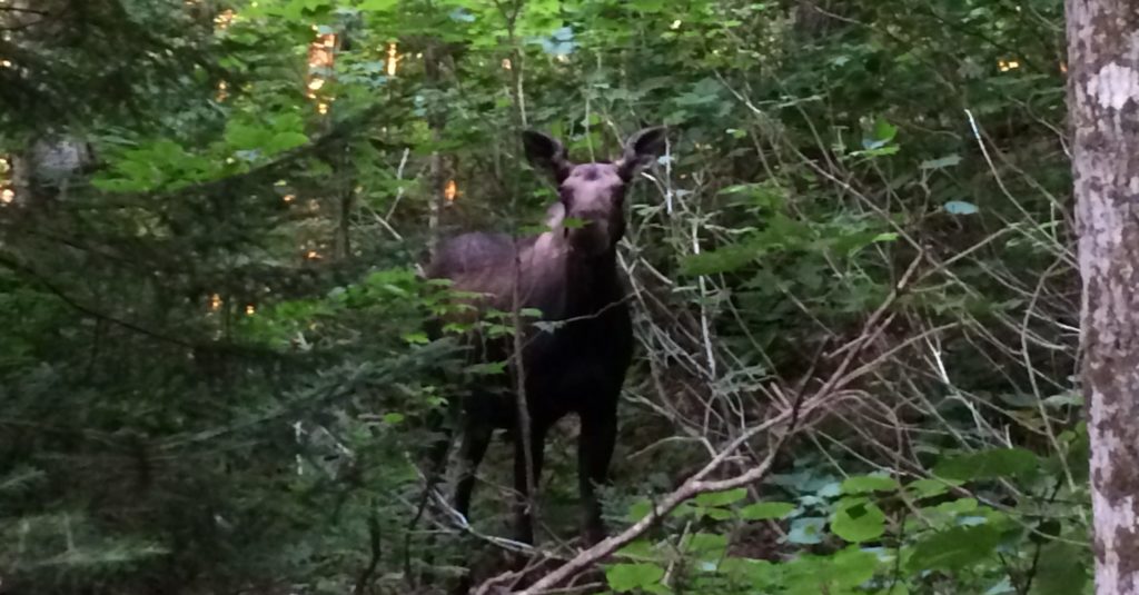 Moose may seem docile, but they can cause extremely dangerous wildlife encounters