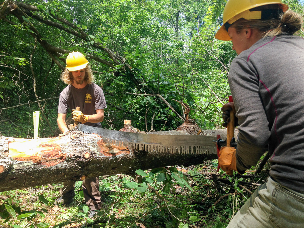 Clearing a blowdown with a crosscut saw