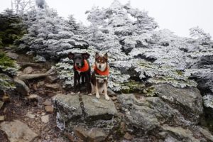 Blaze orange keeps you safe during autumn hunting season.