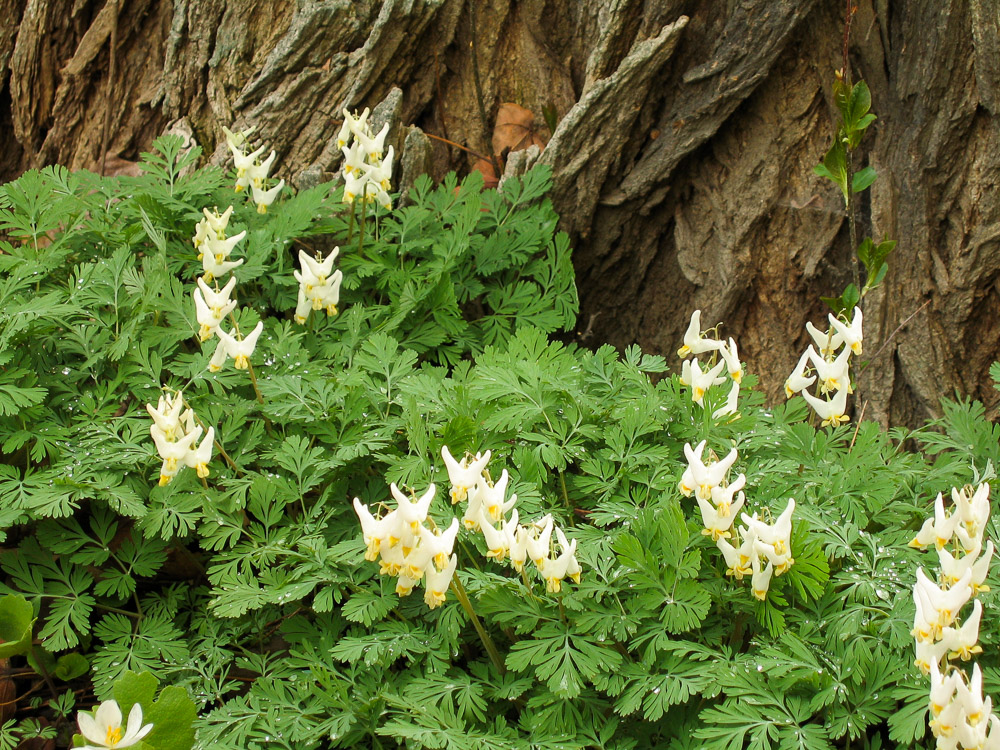 dutchman's breeches - spring wildflowers in vermont