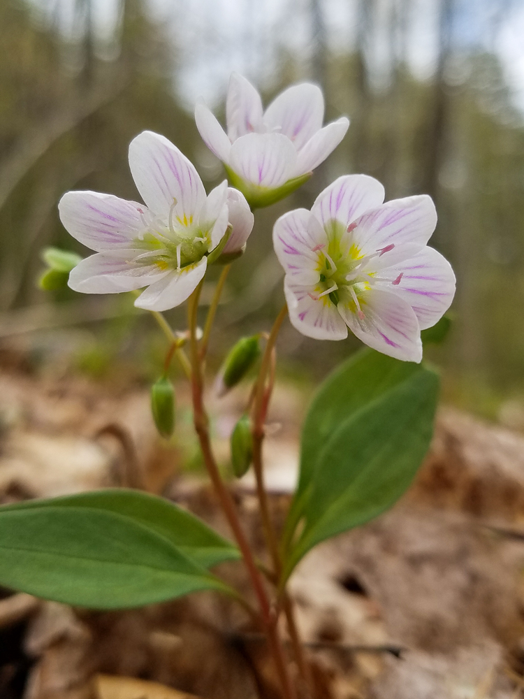 spring beauty spring wildflower of vermont