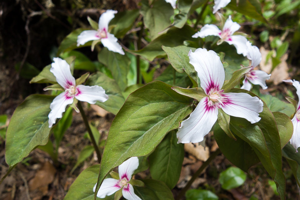 trillium spring wildflowers of vermont