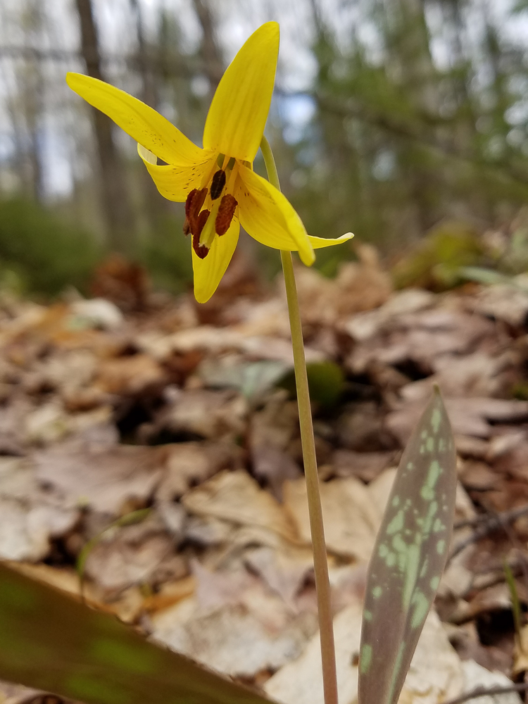 trout lily spring wildflowers of vermont