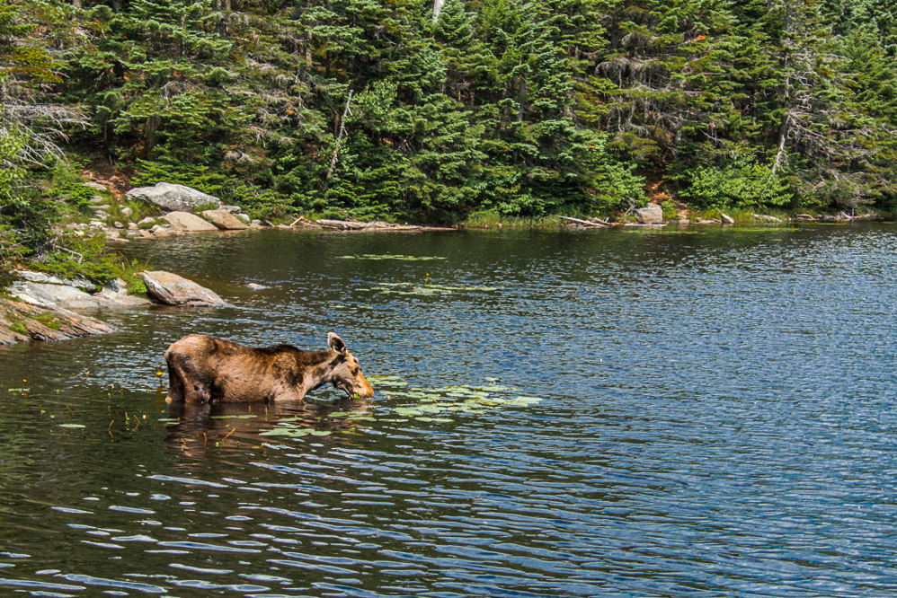 moose watching tours in vermont