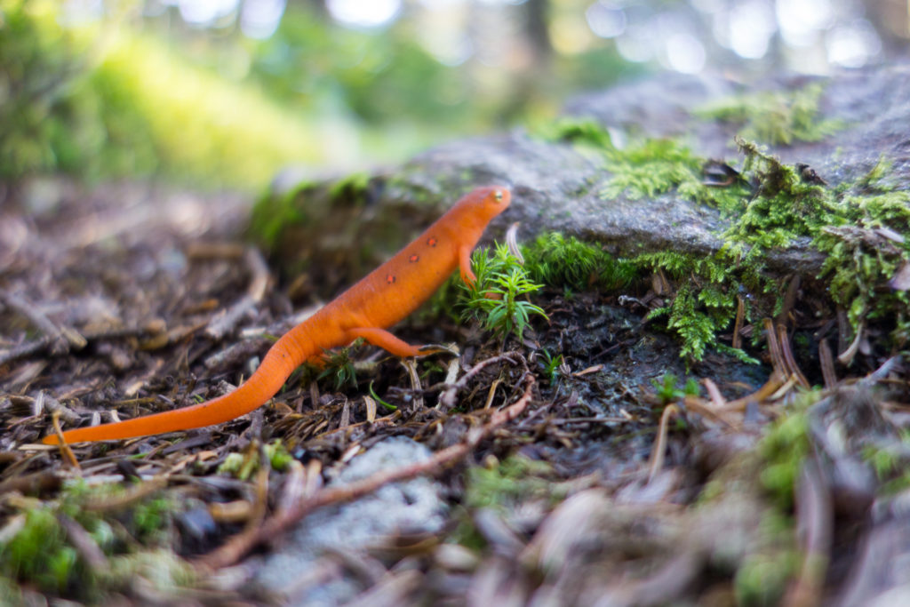 a bright orange newt sits on a bed of dirt and moss