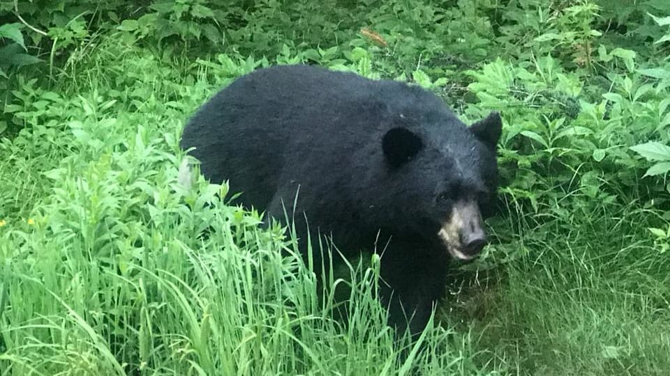 Black bears are increasingly common wildlife in Vermont's forests.