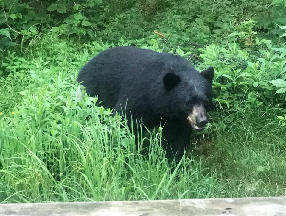 black bear walks through tall grasses
