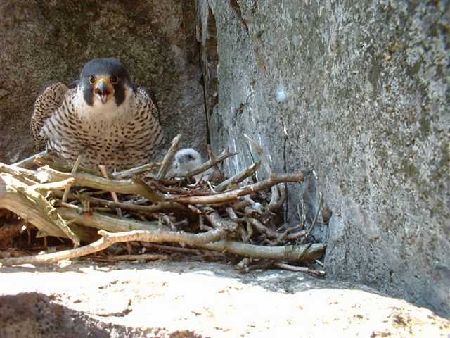 Peregrine Falcon, chick, nest on ledge