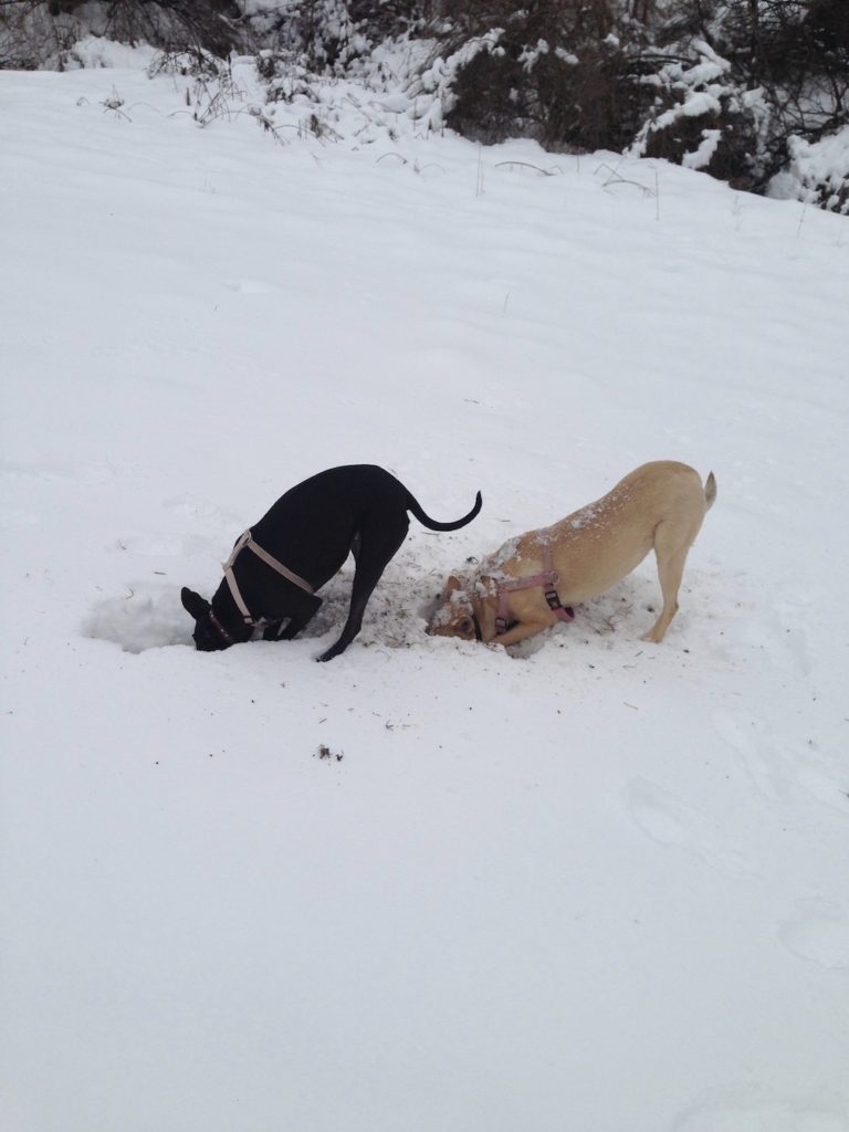 two dogs dig in the snow