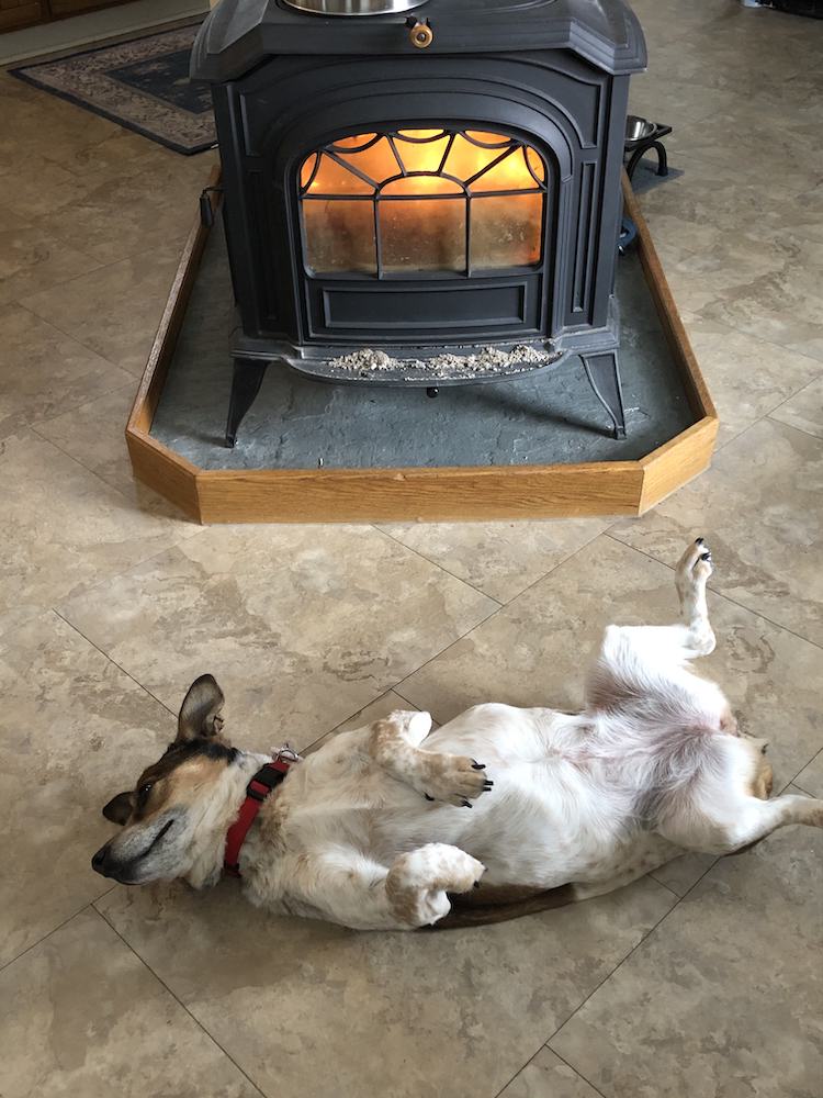dog stretches out next to wood stove