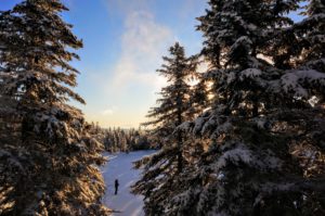A hiker on a snowy hill, lined with snow-covered evergreen trees