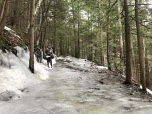 dog on icy trail