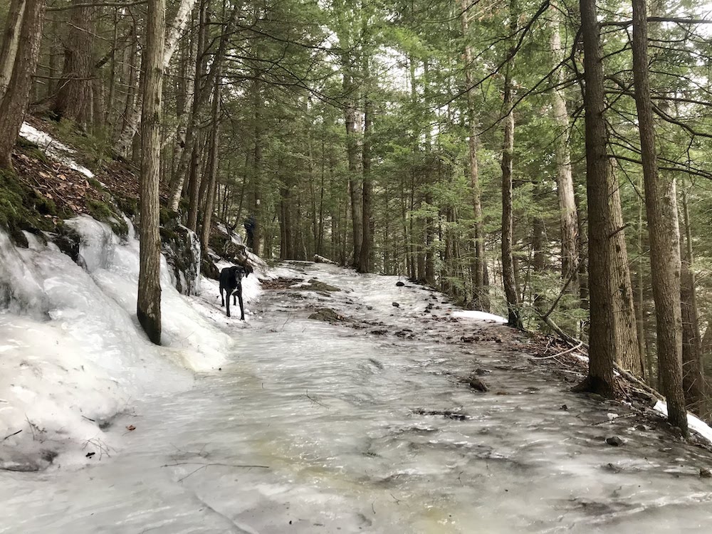 dog on icy trail