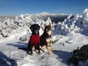 two dogs perched on a snowy mountain summit