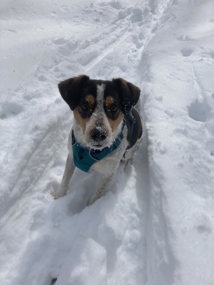 dog in harness and ski tracks