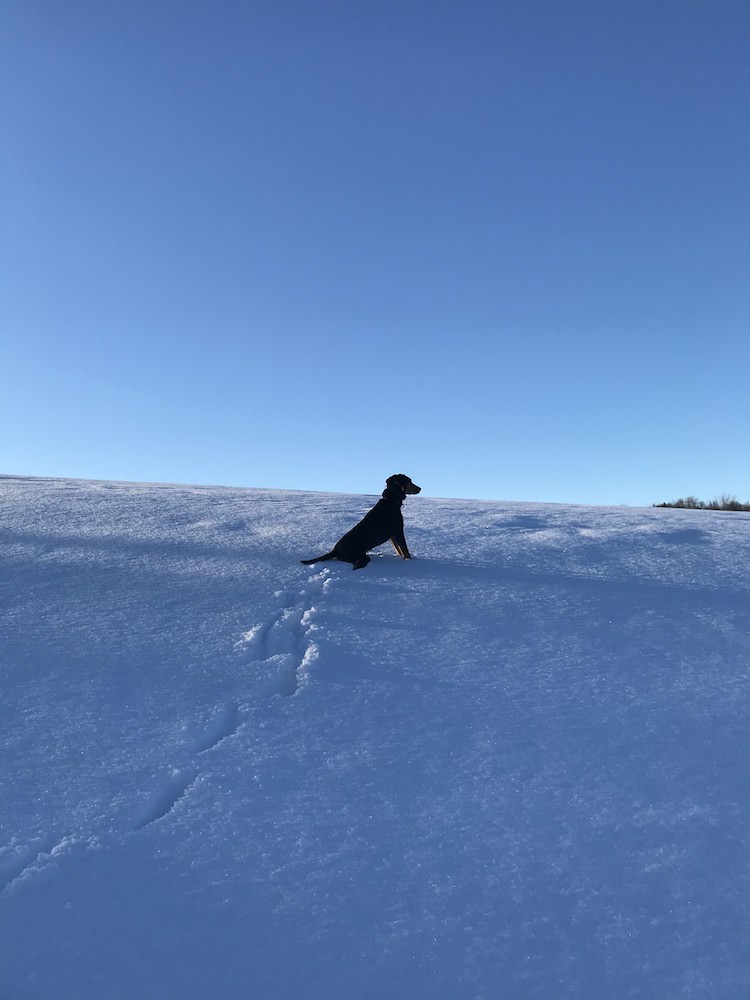 dog in an untouched snow field