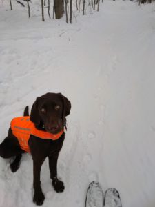 brown dog in orange vest in the snow
