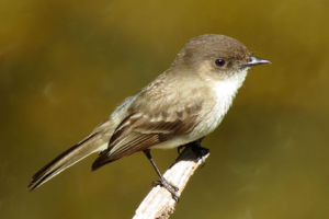 Eastern phoebe is one of the earliest arrivals in spring.