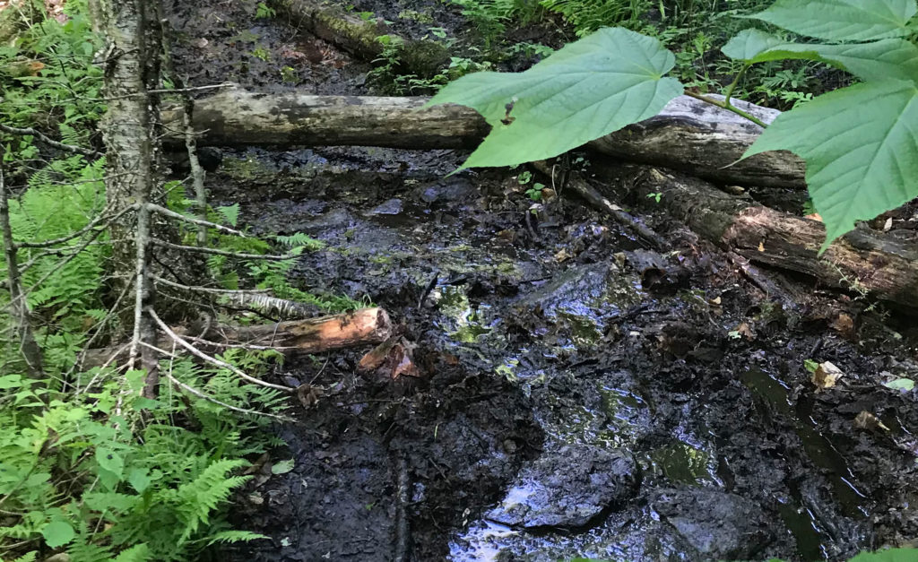 Mud, water, vegetation