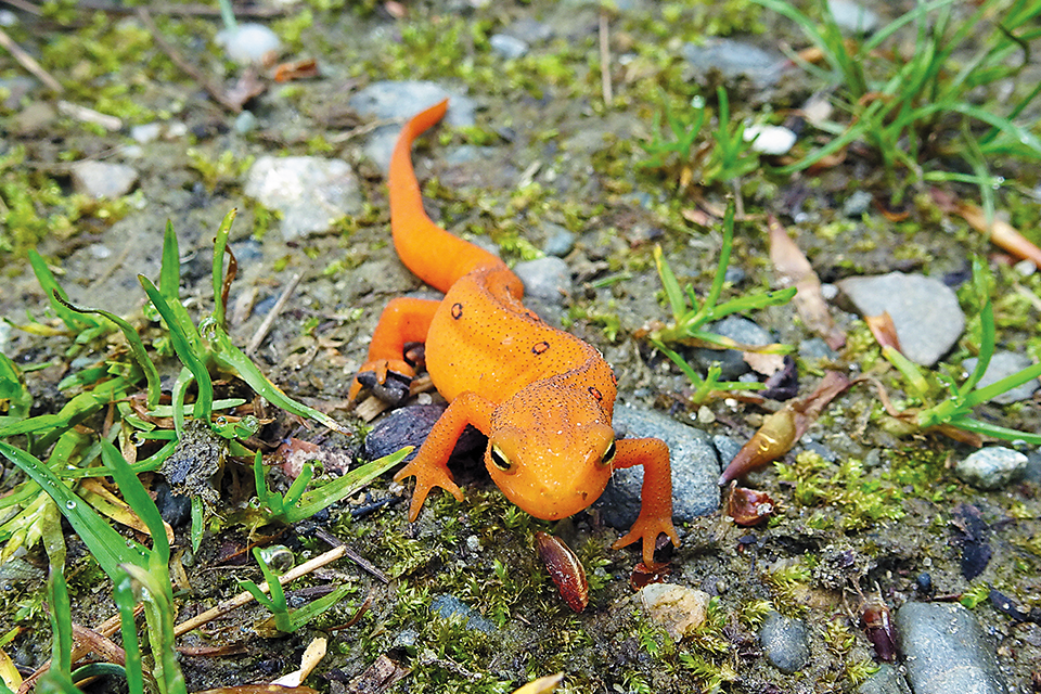 Newts are amphibians that you might see in wet places come spring.