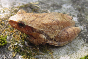 Spring Peeper calls are a telltale of spring because they're looking for mates.