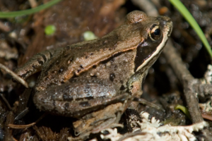 Wood Frogs will lay eggs in spring.