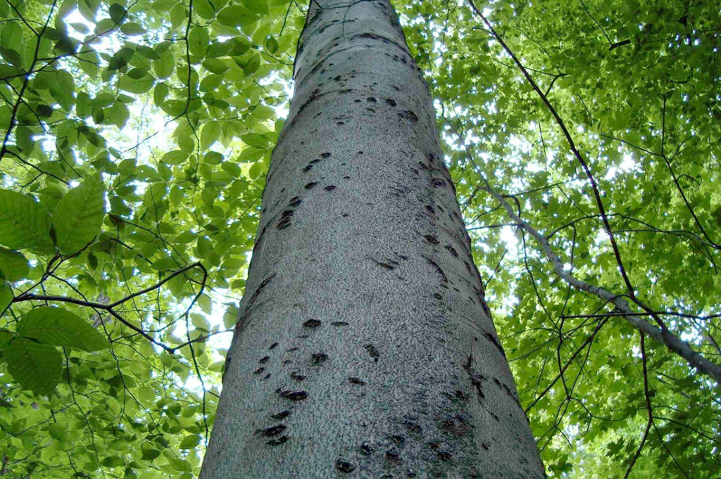 bear claw marks