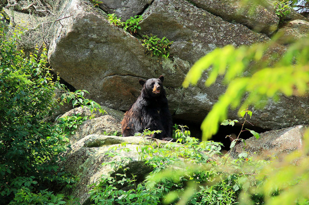 Bear safety in the Vermont backcountry