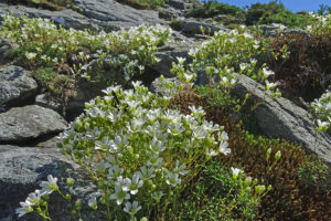 White flowers of mountain sandwort, an alpine plant, on Mt. Mansfield