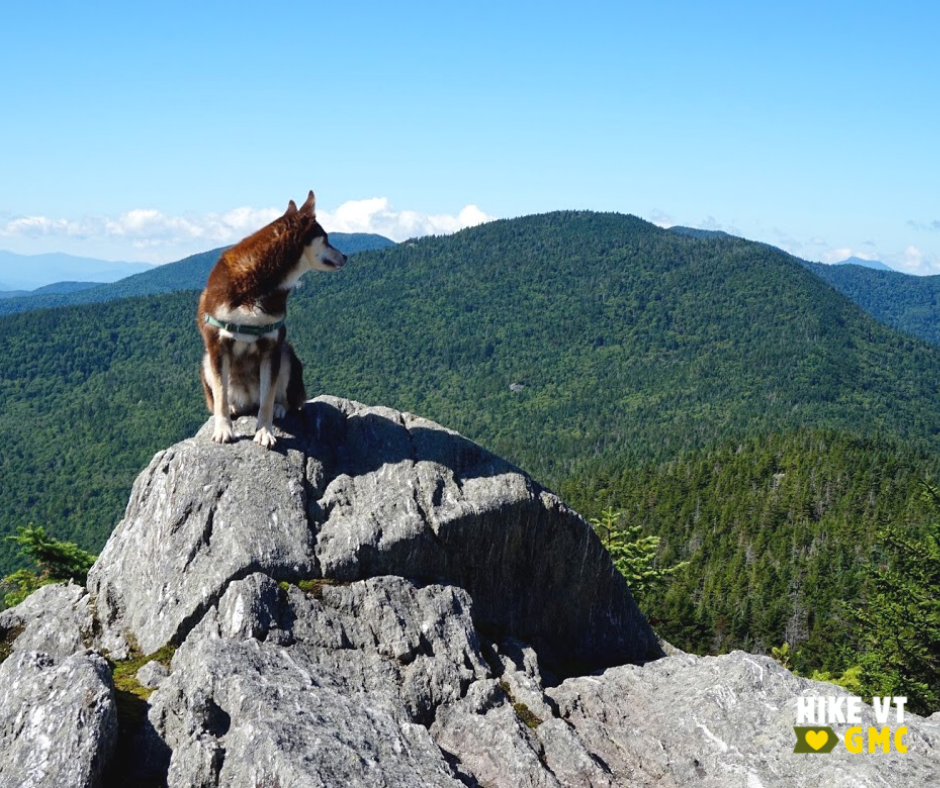 dog on rock with mountains
