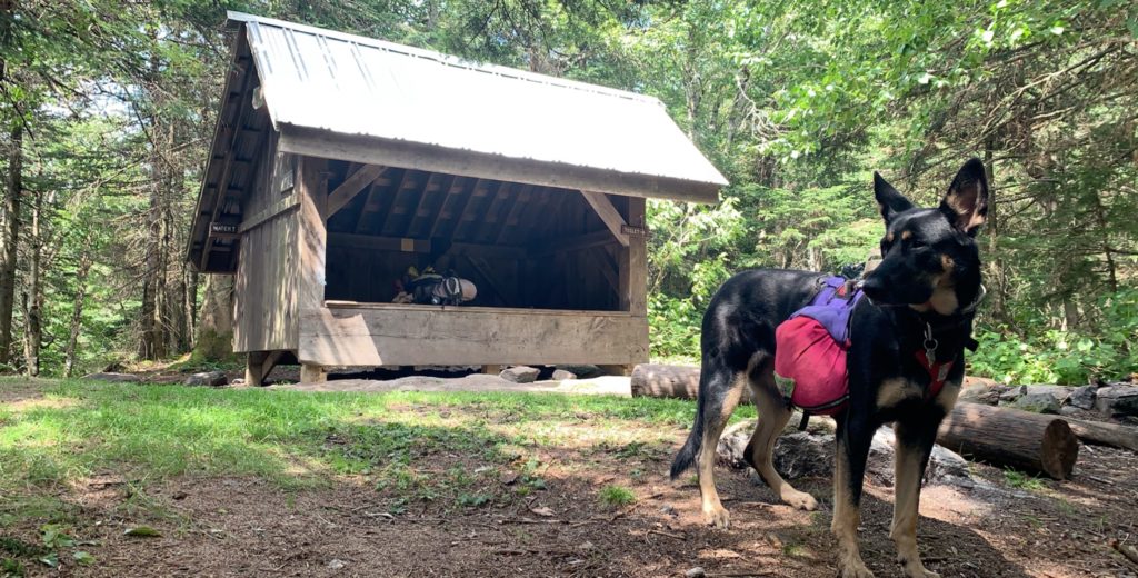 shelter and dog