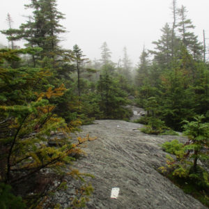 The Long Trail on a foggy day