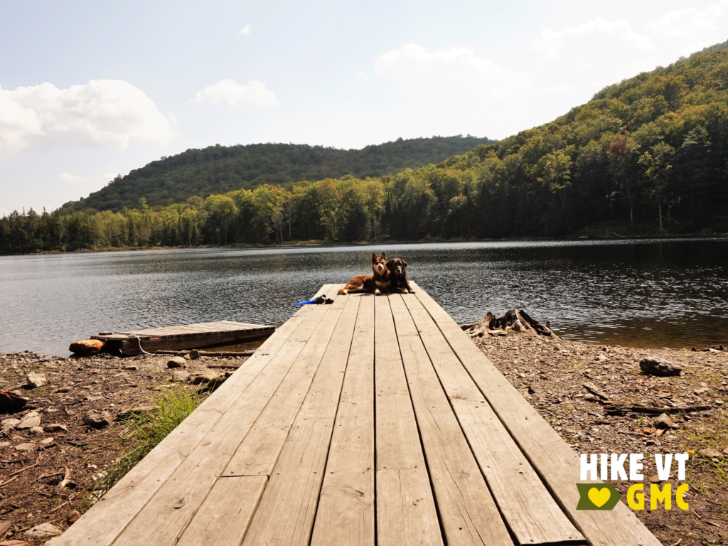 dogs on dock at ritterbush pond swimming