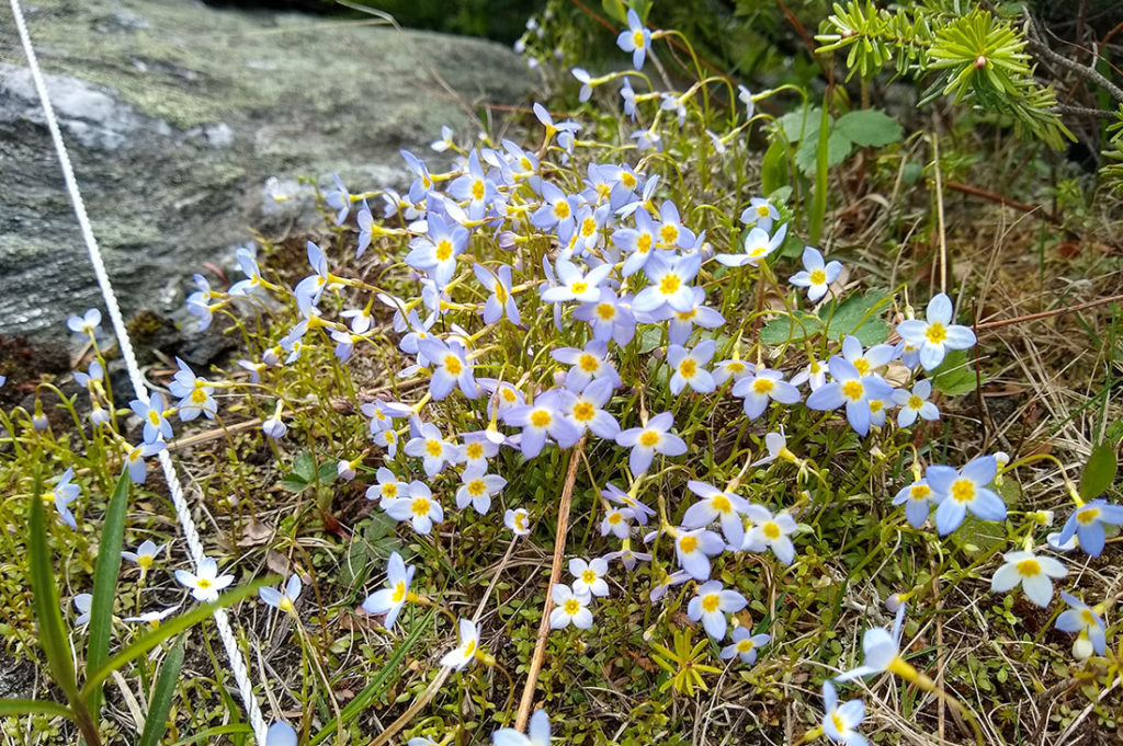 Alpine bluets