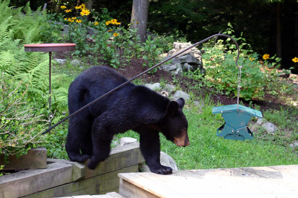 Black bear knocks down bird feeder.