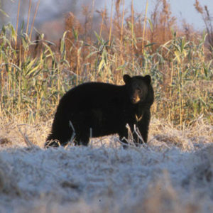 Black bear in Vermont