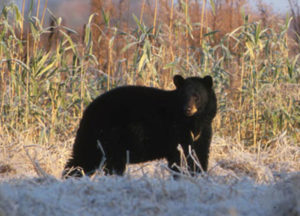Black bear in Vermont