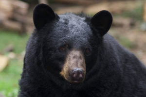 Black bear