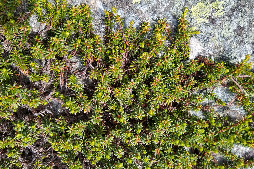 Black crowberry