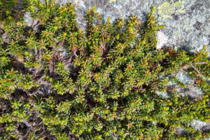 Black crowberry