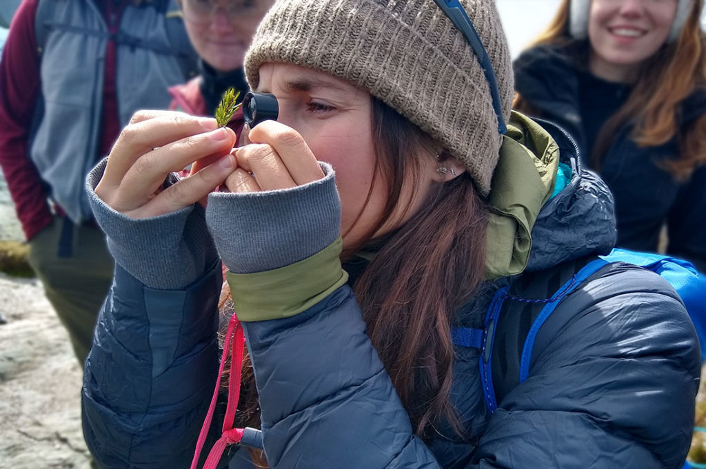 Nora looks closer to determine the species of spruce.