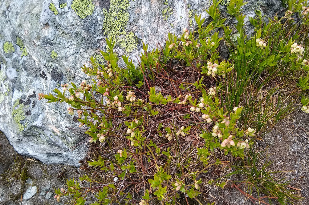 Blueberries