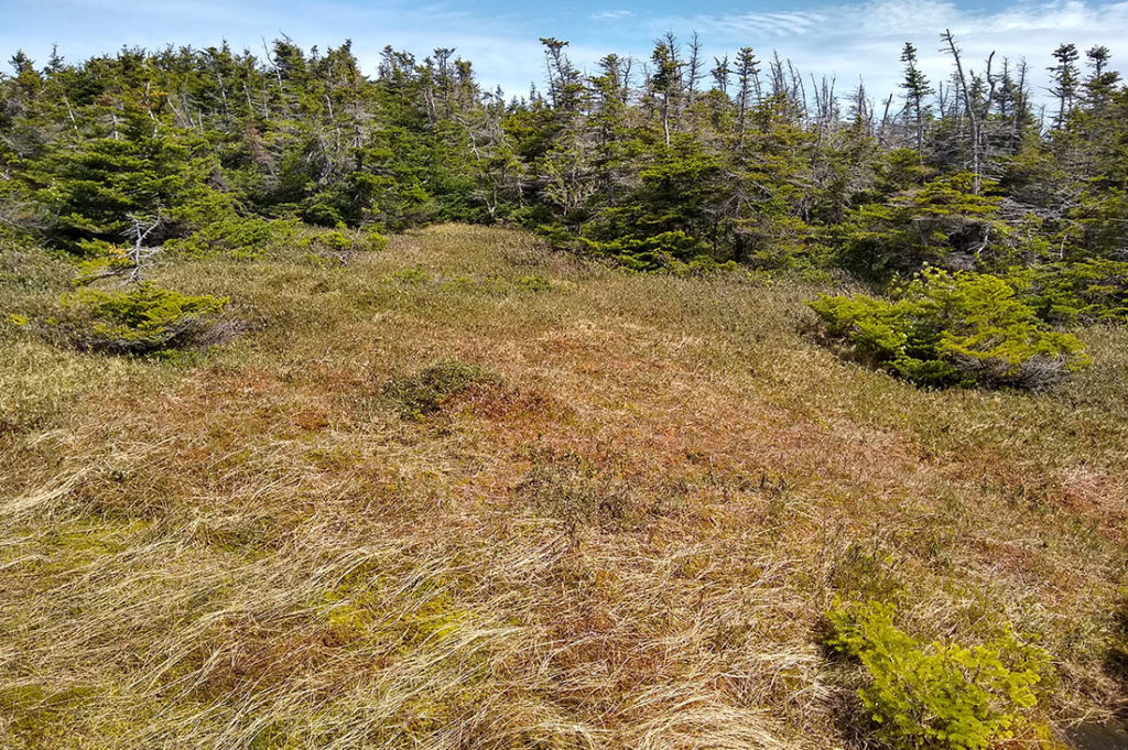 alpine bog on Mt. Mansfield.