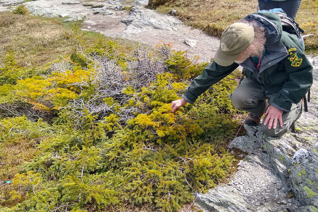 Botanists Bob Popp spots firs and spruce plants in the alpine.