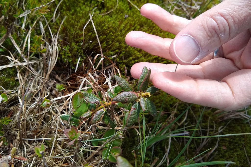 Labrador Tea