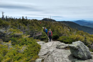 Mt. Mansfield ridgeline, alpine trees are stunted by wind.