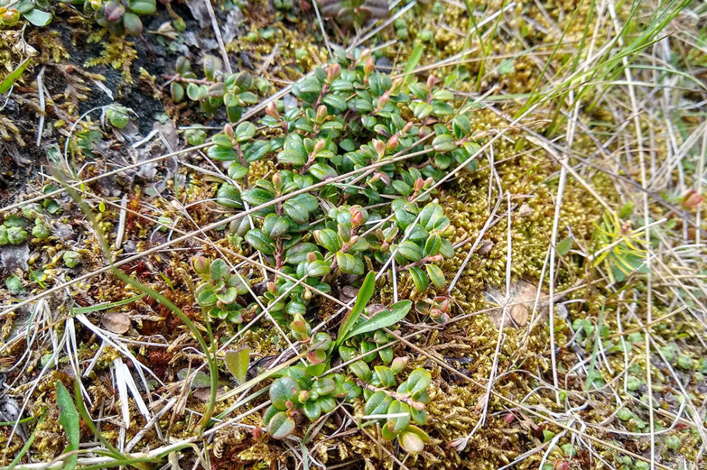 Mountain Cranberry