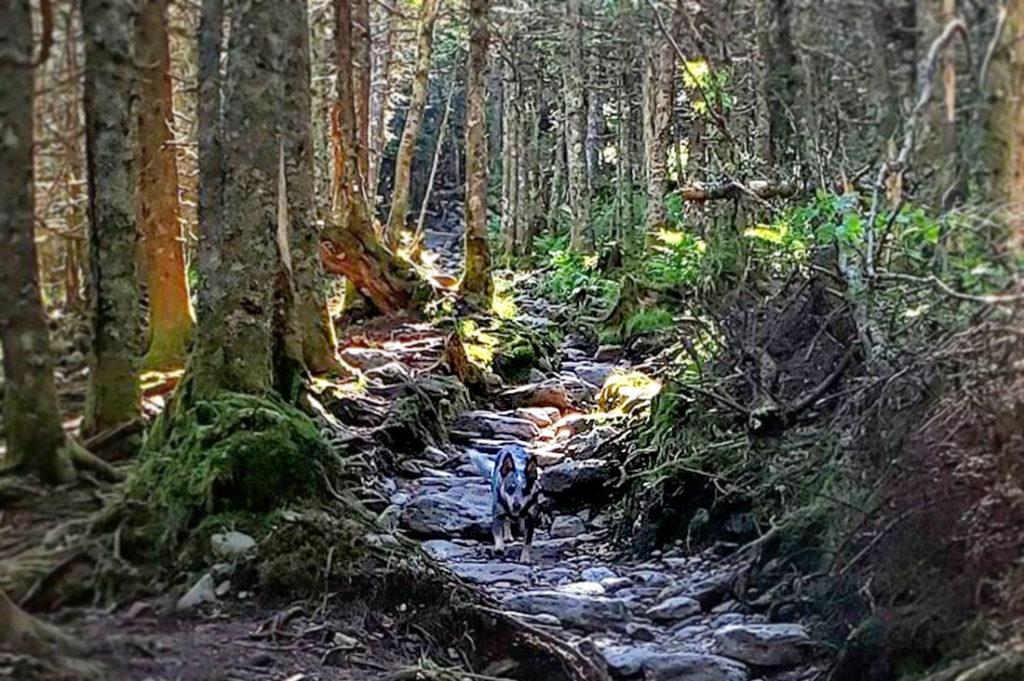 Sierra, the blue heeler rescue, climbs down the trail 